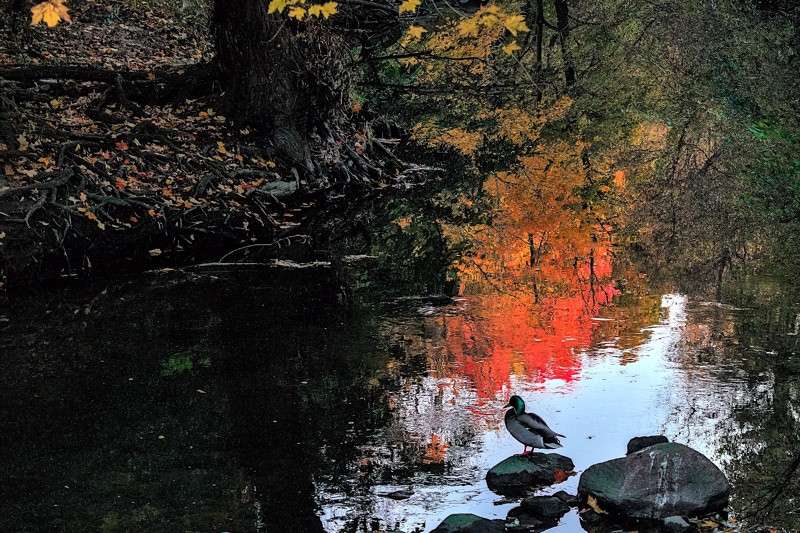 Mallard in an autumn evening- 01